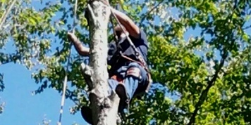 Tree Services